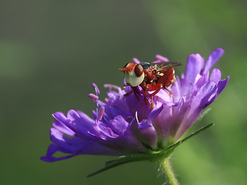 Identificazione